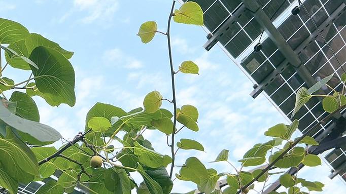 ca88手机客户端(安卓/苹果)CA88会员登录入口